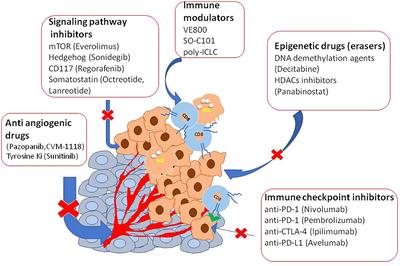 Frontiers | Clinical Epigenetics Of Neuroendocrine Tumors: The Road Ahead